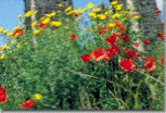 Ischia Natur