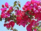 Bouganville Ischia