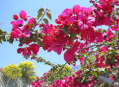 Ischia Bouganvillae